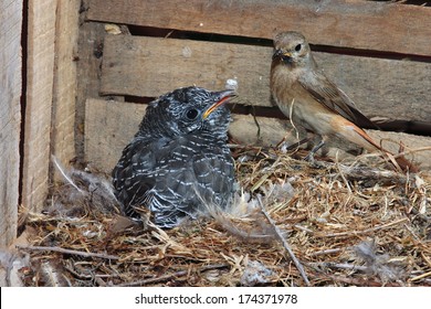 Parasitic Cuckoo Bird Chick In Nest Redstart