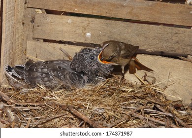 Parasitic Cuckoo Bird Chick In Nest Redstart