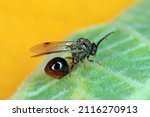 Parasitic Hymenoptera of the family Eucharitidae - Stilbula cyniformis. The larvae of this wasp parasitize ants.
