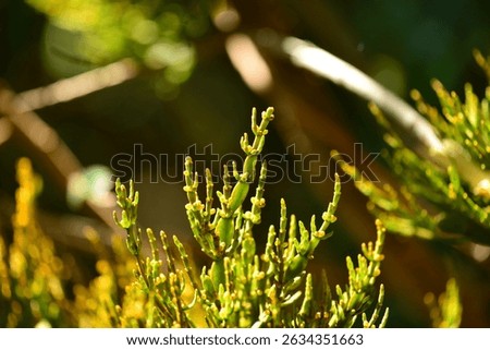 Parasitic Korean herb growing on camellia trees. Camellia mistletoe in sunlight, used in traditional medicine and herbal remedies.