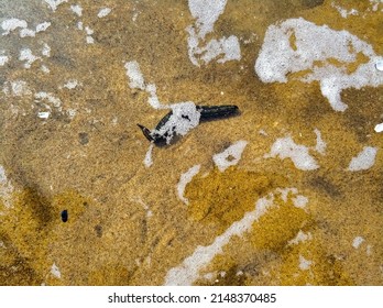 Parasitic Lamprey Fish Close-up On The Coast Of The River. 