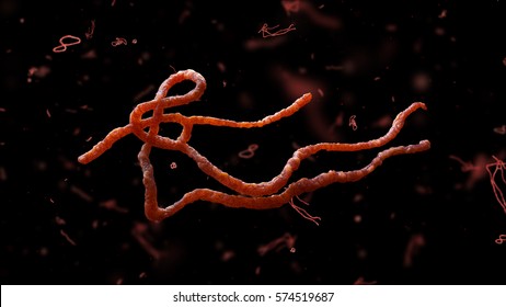 Parasitic nematode worms. Ascaris lumbricoides, which inhabit human intestine and cause disease ascariasis. Detailed 3d model of Ebola Virus on black background.
