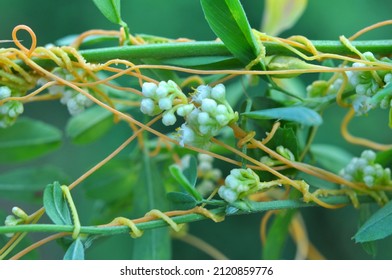 The Parasitic Plant Cuscuta Grows In The Field Among Crops