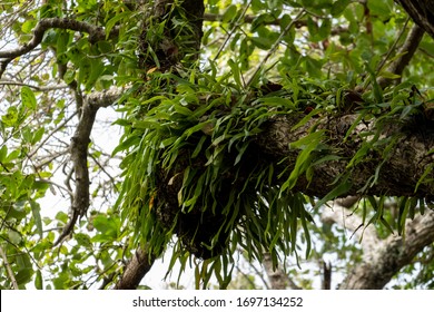 A Parasitic Plant Growing On Tree Branches.