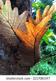 Parasitic Plant Growth On Mango Steam