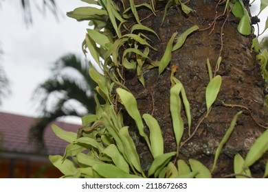 Parasitic Plant That Grows On The Stem Of Its Host