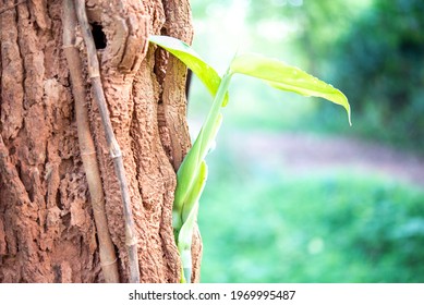 Parasitic Tree , Parasite With The Big Tree Is A Relationship