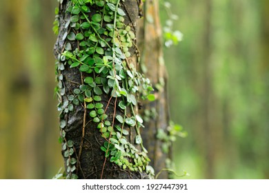 Parasitic vine wrapped around tree trunk in tropical forest - Shutterstock ID 1927447391