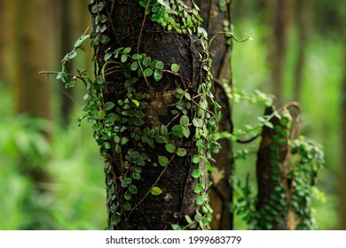 Parasitic Vine Wrapped Around Tree Trunk Stock Photo 1999683779 