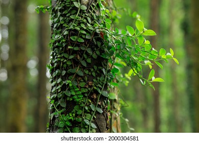 Vines Wrapped Around Tree Images Stock Photos Vectors Shutterstock