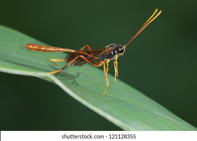 Parasitic Wasp