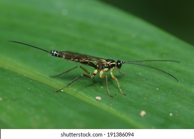 Parasitic Wasp