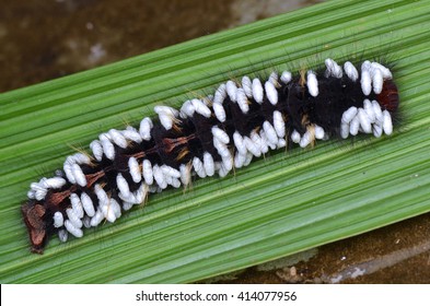 Parasitic Wasp Cocoons On Caterpillar