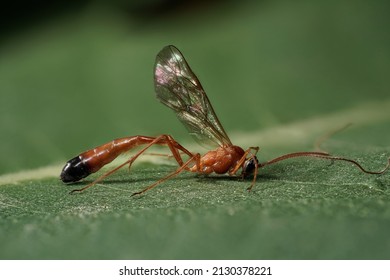 Parasitic Wasp Focus Stacking Photo