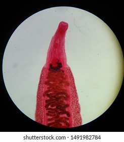 Parasitic Worm Taenia Saginata Isolated From Humans