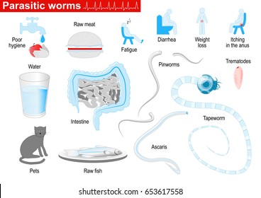Parasitic worms. Helminths are parasites of human. flat and round worms. Ascaris, trematodes, tapeworm, and Pinworms. Medical Infographic set icons, elements and symbols for design.