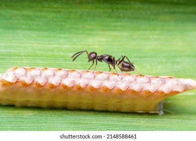 Parasitoid Wasp Egg Laying, Torymid Wasp