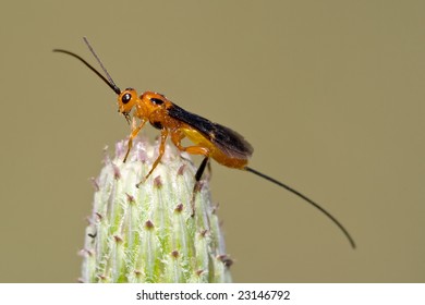 Parasitoid Wasp Isolated On A Plant.