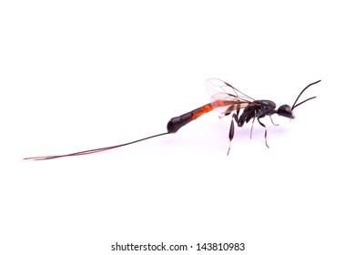 Parasitoid Wasp Isolated On White