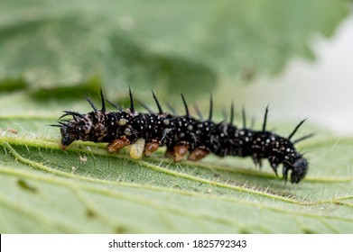 Parasitoid Wasp Larvae Emerging From A Live Peacock Butterfly Caterpillar