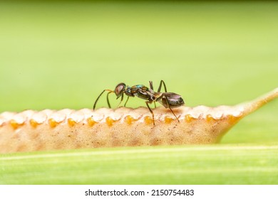 Parasitoid Wasp On Mantis Ootheca	