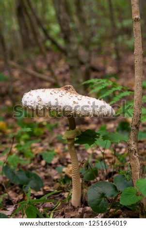 Similar – Foto Bild Parasol Pilz essbar Wald