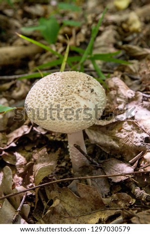 Similar – Foto Bild Parasol Pilz essbar Wald