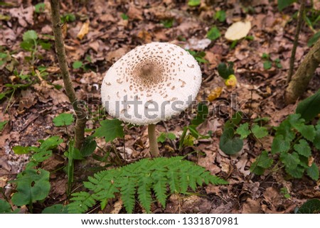 Foto Bild Parasol Pilz essbar Wald