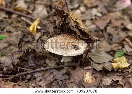 Similar – Foto Bild Parasol Pilz essbar Wald