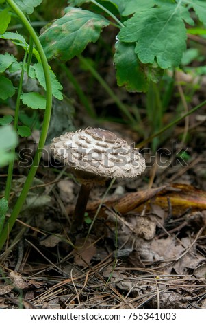 Similar – Foto Bild Parasol Pilz essbar Wald