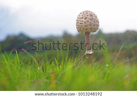 Similar – Foto Bild Parasol Pilz essbar Wald