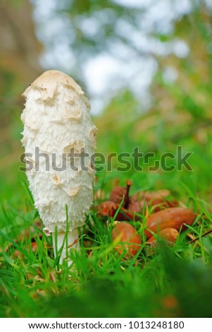 Similar – Foto Bild Parasol Pilz essbar Wald