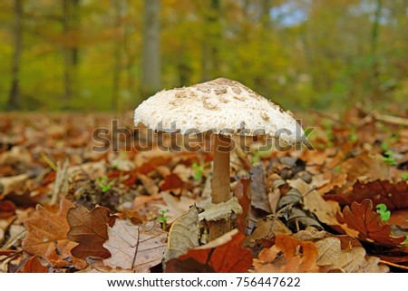 Similar – Foto Bild Parasol Pilz essbar Wald