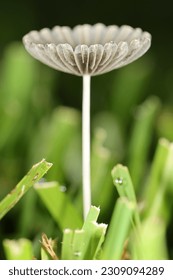 Parasola Auricoma mushroom isolated macro 