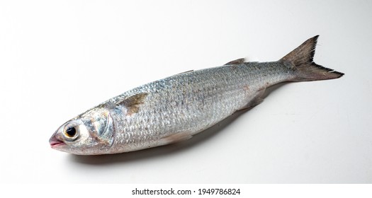 Parati Fish (Elyialine Marine Fish In The Mugilidae Family), On A White Background