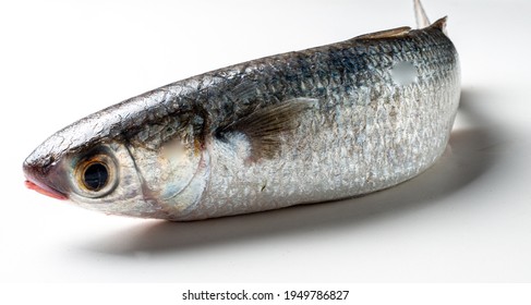 Parati Fish (Elyialine Marine Fish In The Mugilidae Family), On A White Background