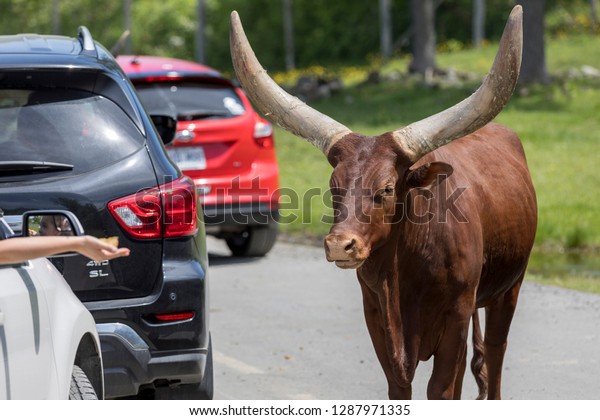 Parc Safari in\
Hemmingford, Quebec, Canada, June 10, 2018: The Ankole-Watusi\
cattle walking around cars; here tourists can drive in their own\
vehicles to observe\
animals.