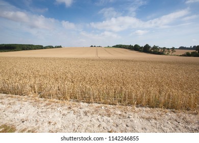 Parched corn fields after extended drought or dry weather in the English countryside of the chalk downs of Hampshire near Winchester in England UK with blue skies