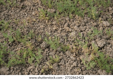 Parched Dry Soil Patch with Sparse Green Plants