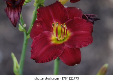 Pardon Me Day Lilly In Bloom