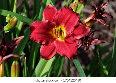 Pardon Me Day Lily In Full Bloom Surrounded  By Unopened Lilies. 