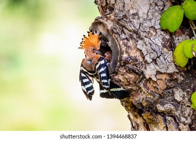 Parent Bird Feeding A Chick In A Nest In A Tree Hole. Eurasian Hoopoe Or Common Hoopoe (Upupa Epops) Bird.