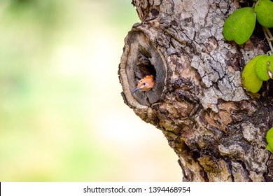 Parent Bird Feeding A Chick In A Nest In A Tree Hole. Eurasian Hoopoe Or Common Hoopoe (Upupa Epops) Bird.