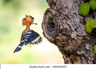 Parent Bird Feeding A Chick In A Nest In A Tree Hole. Eurasian Hoopoe Or Common Hoopoe (Upupa Epops) Bird.