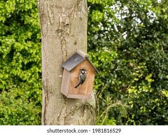 Parent Blue Tit Entering Garden Nest Box To Provide Food To Their Chicks And Parent Bird At Pickmere, Knutsford, Cheshire, Uk