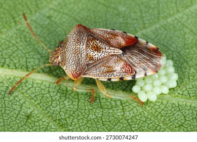 Parent bug, Elasmucha grisea. Shield bug of family Acanthosomatidae. A female caring for eggs laid on a birch leaf.