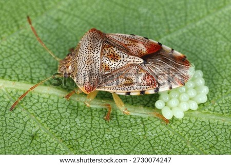 Parent bug, Elasmucha grisea. Shield bug of family Acanthosomatidae. A female caring for eggs laid on a birch leaf.