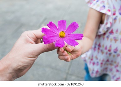 Parent And Child To Hand Over The Cosmos Flower