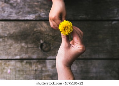 Parent and child hands handing flowers - Shutterstock ID 1095186722