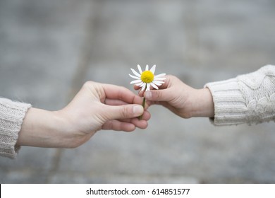 Parent And Child Hands Handing White Flowers